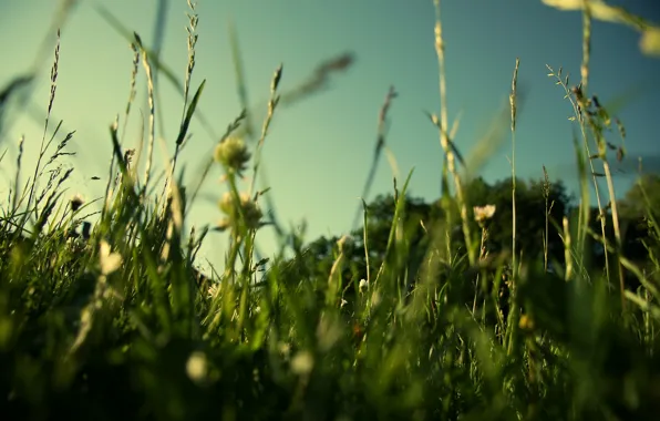 Зелень, поле, лето, трава, макро, природа, газон