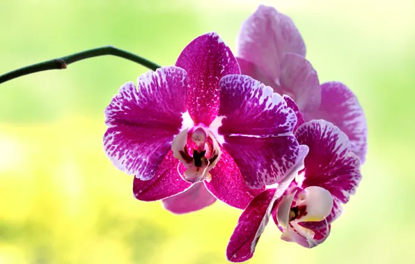 Цветок, лепестки, орхидея