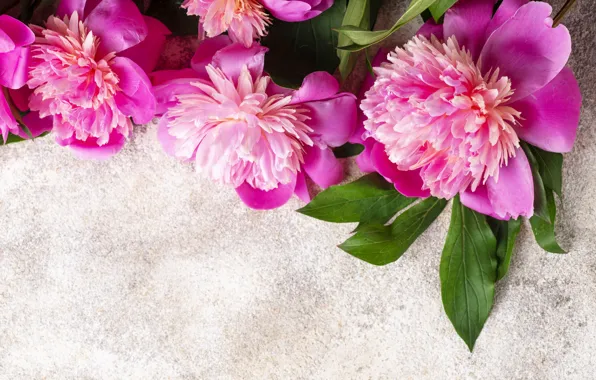 Картинка цветы, розовые, pink, flowers, пионы, peonies