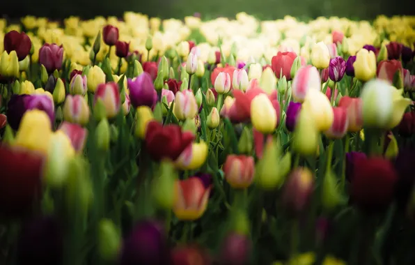 Цветы, весна, тюльпаны