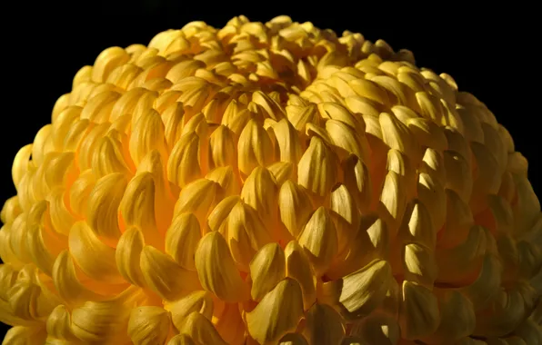 Картинка цветок, жёлтый, растение, лепестки, бутон