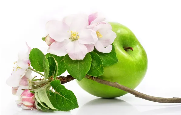 Картинка цветы, яблоко, ветка яблони