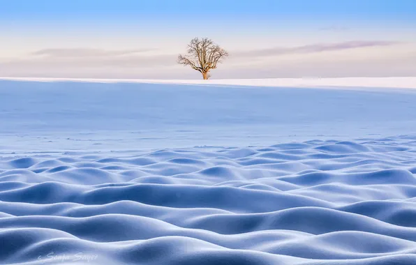 Картинка зима, снег, дерево