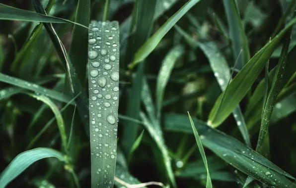 Природа, Капли, Трава, Растение, Роса, Nature, Grass, Green