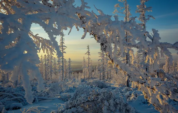 Зима, лес, снег, деревья, ветки, мороз, сугробы, Россия
