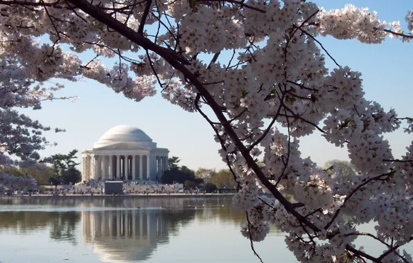 Цветы, Вашингтон, США, вишни, USA. Washington DC, Мемориал Джефферсона