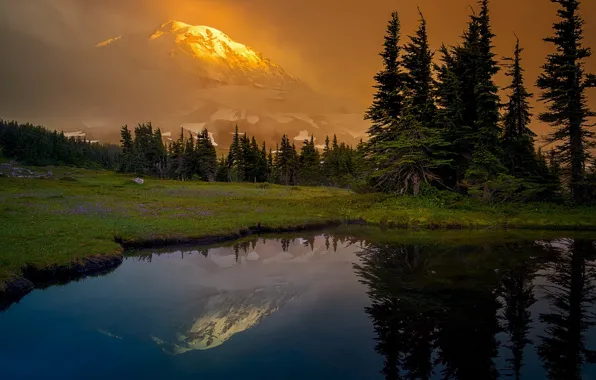 Картинка лес, горы, озеро, отражение, поляна, ели, штат Вашингтон, Mount Rainier