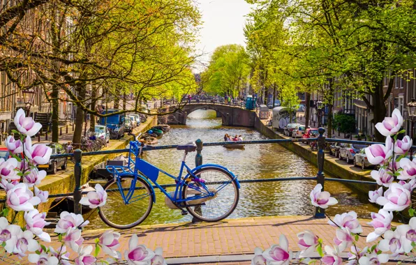 Картинка мост, велосипед, река, весна, Амстердам, цветение, bridge, blossom