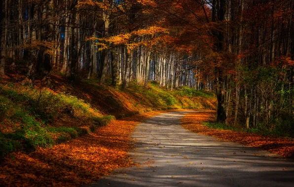 Картинка дорога, осень, лес, трава, листья, лучи, деревья, пейзаж