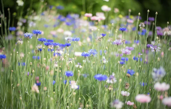 Трава, цветы, голубые, синие