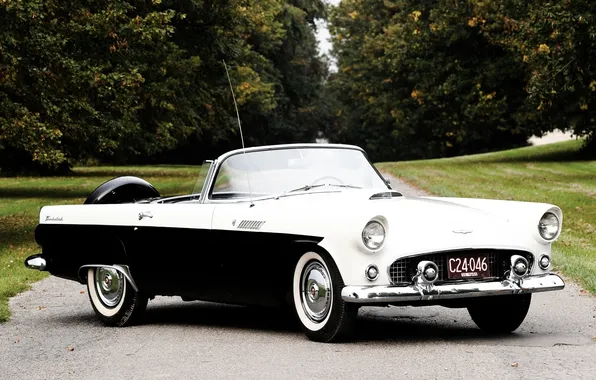 Деревья, Ford, Форд, кабриолет, аллея, 1956, Thunderbird, передок.классика