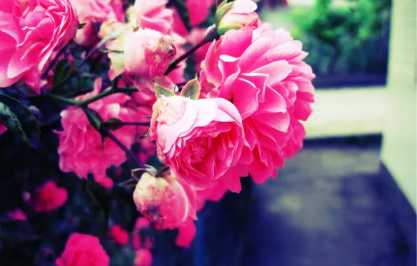 Картинка цветок, розовый, Роза, размытие