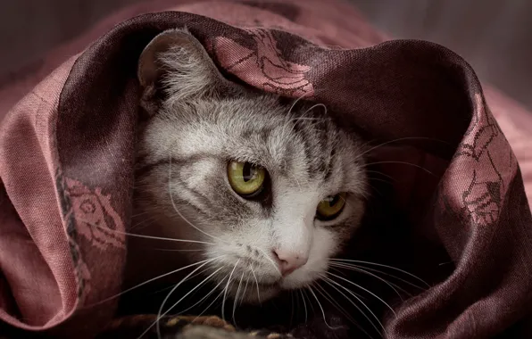 Кошка, кот, взгляд, поза, портрет, покрывало, ткань, мордашка