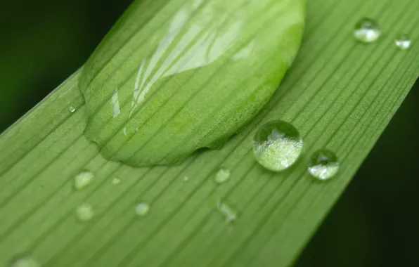 Дождь, лист macro photo, капля воды