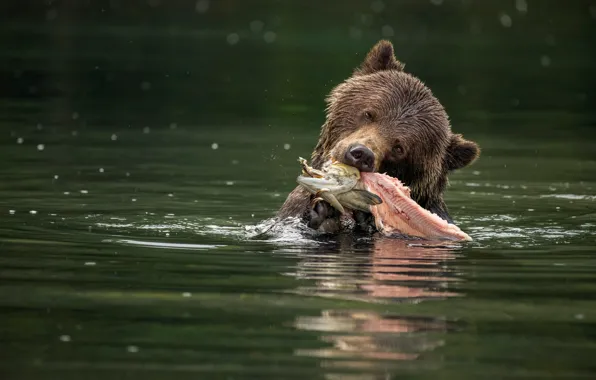 Морда, природа, поза, берег, рыбалка, рыба, медведь, купание