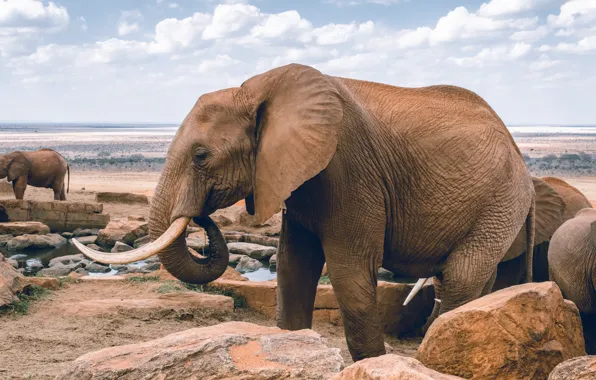 Clouds, Water, Wild, Ocean, Rocks, Animal, Elephants, Michelangelo Azzariti