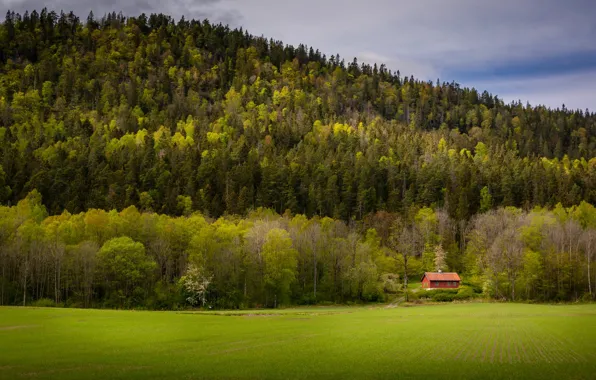 Картинка поле, лес, дом