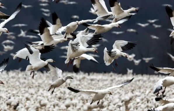 Птицы, стая, Snow Geese