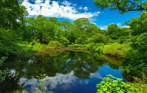 Картинка зелень, деревья, пруд, парк, Бостон, Boston, Massachusetts, Массачусетс