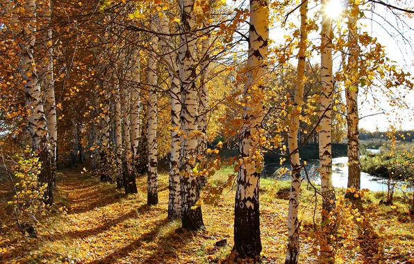 Картинка осень, свет, природа, берёзы