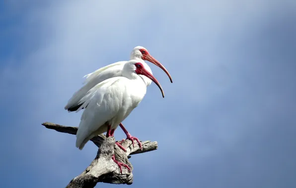 Картинка птицы, природа, white ibis