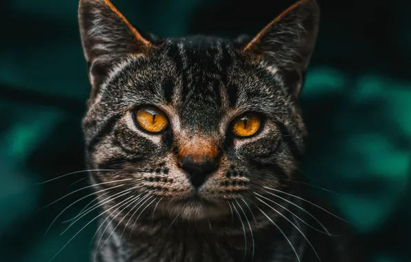 Кошка, кот, усы, взгляд, поза, серый, портрет, обработка
