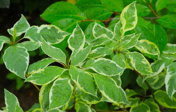 Leafs, plant, twigs