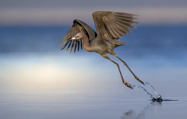 Картинка природа, птица, Egretta caerulea, Little Blue Heron