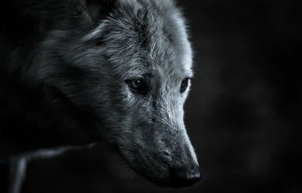 Картинка nature, predator, animal, wolf, wildlife, portrait., Canis lupus. face • wolf • portrait • predator