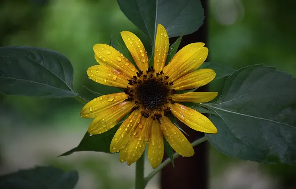 Картинка Капли, Drops, Желтый цветок, Yellow flower