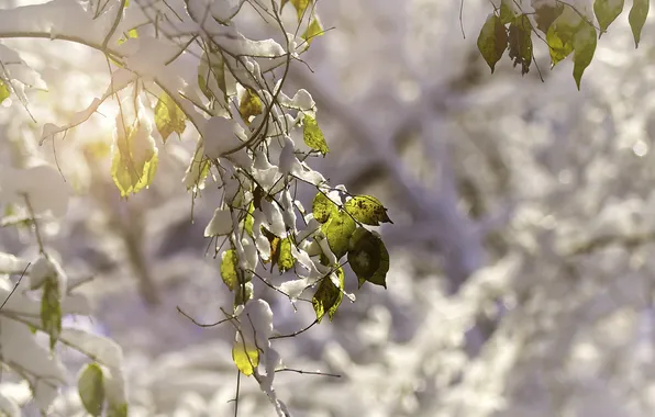 Картинка листья, снег, природа