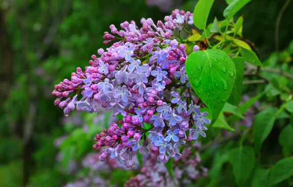 Flower, spring, lilac