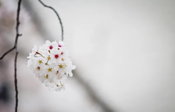 Цветы, вишня, весна, Япония, сакура, абрикос, japan, flowers