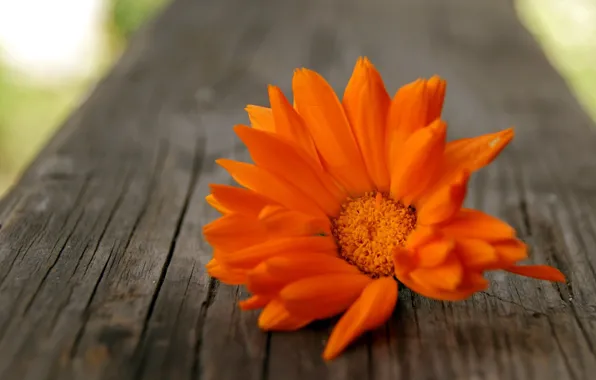 Картинка цветок, оранжевый, дерево, лепестки