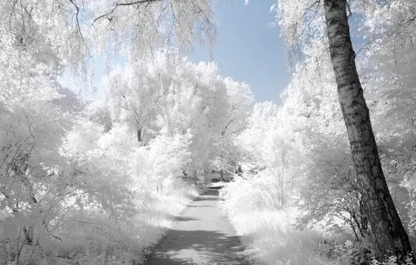 Картинка лед, зима, белый, снег