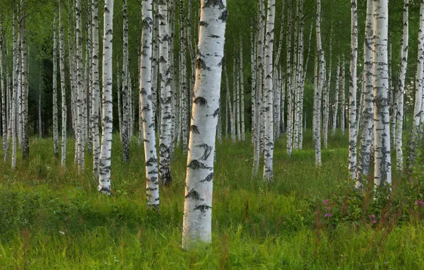 Картинка деревья, Швеция, берёзы, роща, Sweden, Dalarna