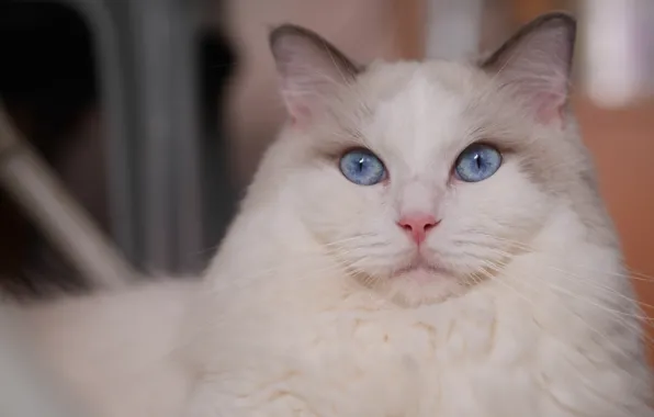 Кошка, взгляд, портрет, мордочка, голубые глаза, красава, Рэгдолл