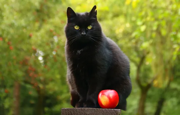 Зелень, кошка, лето, глаза, кот, взгляд, деревья, природа