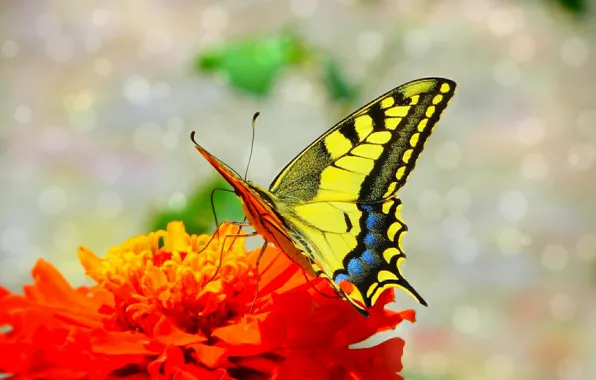 Картинка Макро, Бабочка, Цветок, Flower, Macro, Butterfly