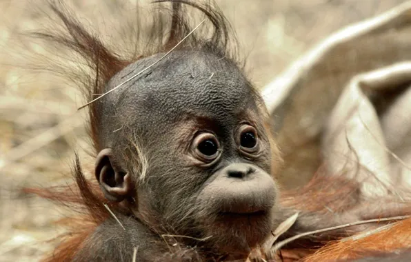 Картинка animals, baby, wildlife, Sumatra, orangutang, borneo