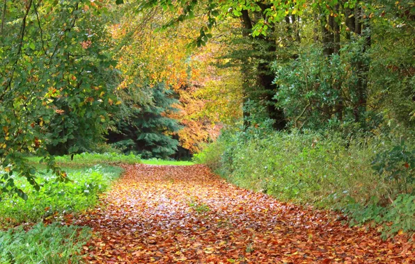 Картинка осень, деревья, листва, дорожка