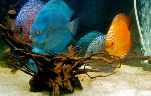 Картинка aquarium, wate, discus fish, fish tank, shoal of discuss fish