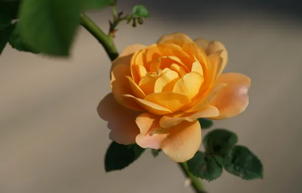 Макро, роза, лепестки, жёлтая роза