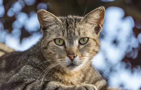 Картинка кошка, кот, взгляд, полосатый
