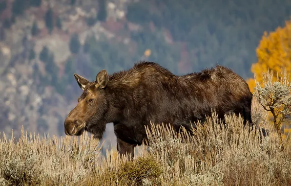 Картинка природа, фон, North American Moose