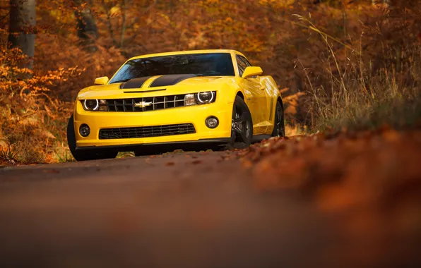 Картинка camaro, chevrolet, yellow, autumn