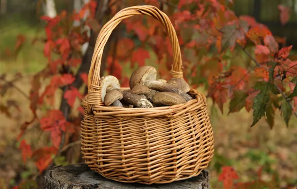 Картинка осень, грибы, сентябрь, подберезовики