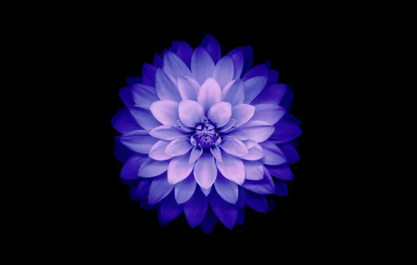 Цветок, фон, лепестки, Blue, IOS 8