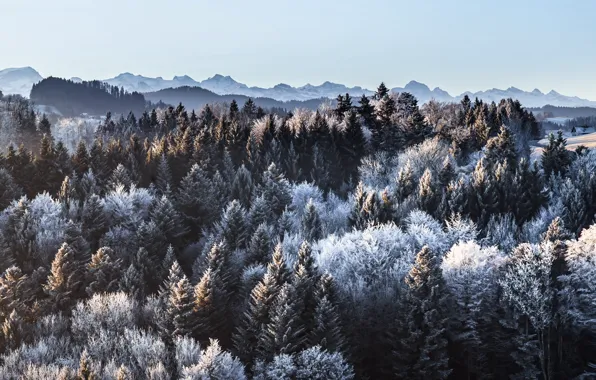Картинка зима, лес, горы