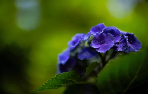 Картинка цветы, фиолетовая, гортензия, июнь
